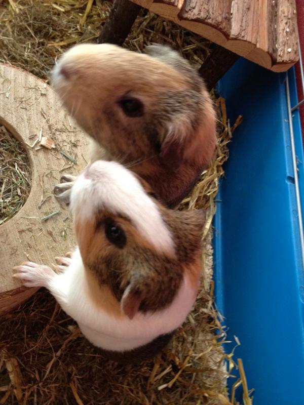 Herold und Lina am Stamm Herold und Lina am Stamm